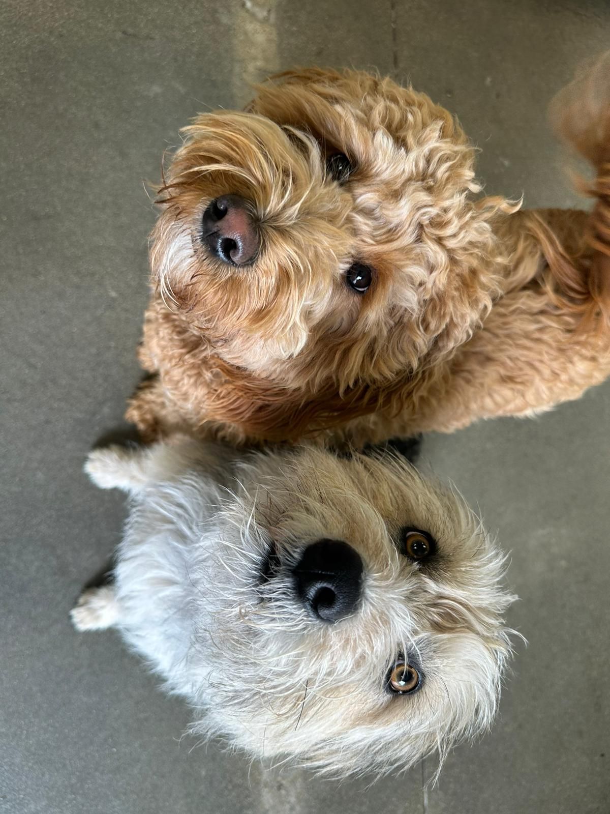 Two small fluffy dogs looking up on a gray floor, one brown and one cream-colored