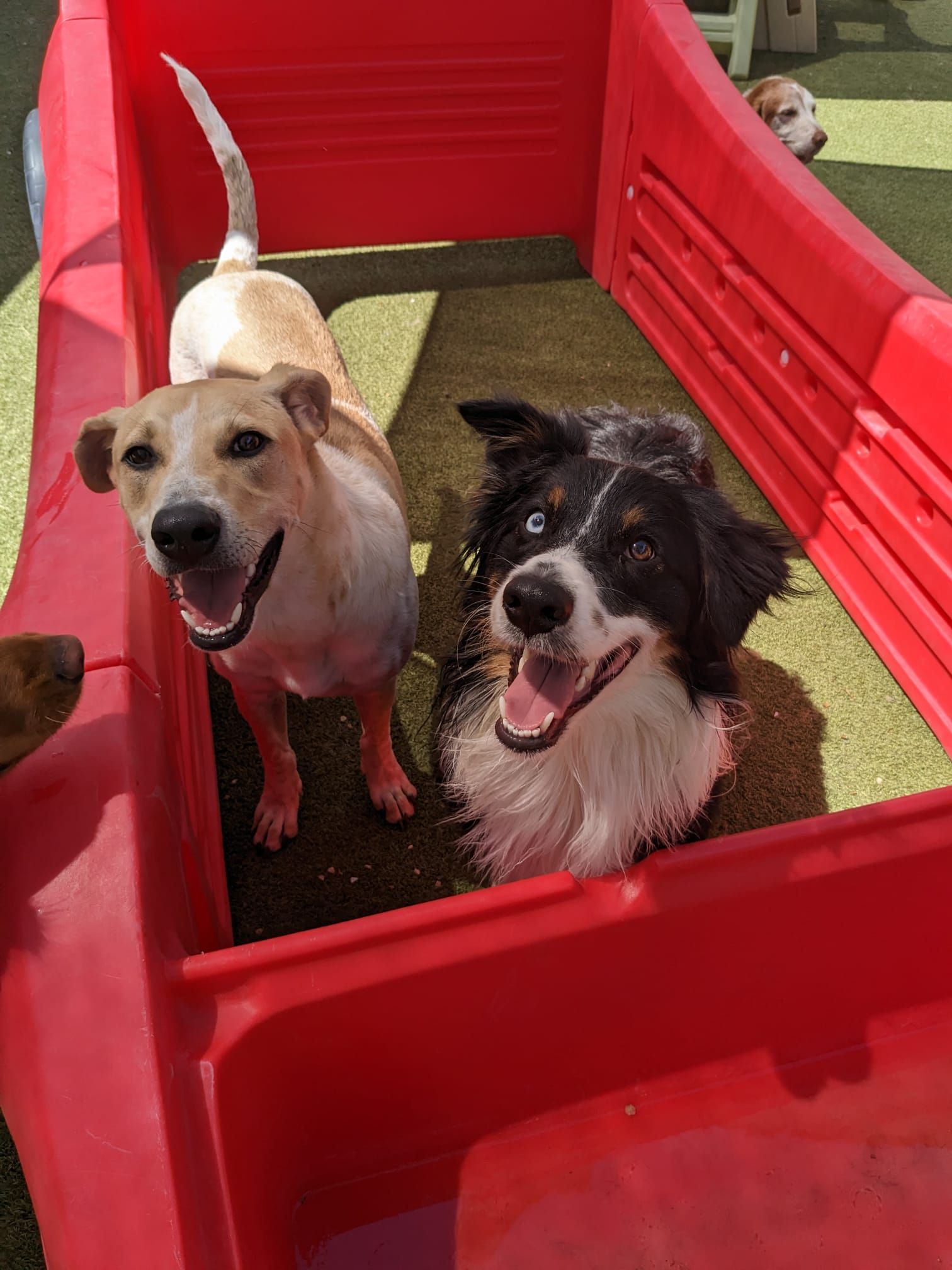 Two small dogs standing in a red wagon, panting and looking at the camera.