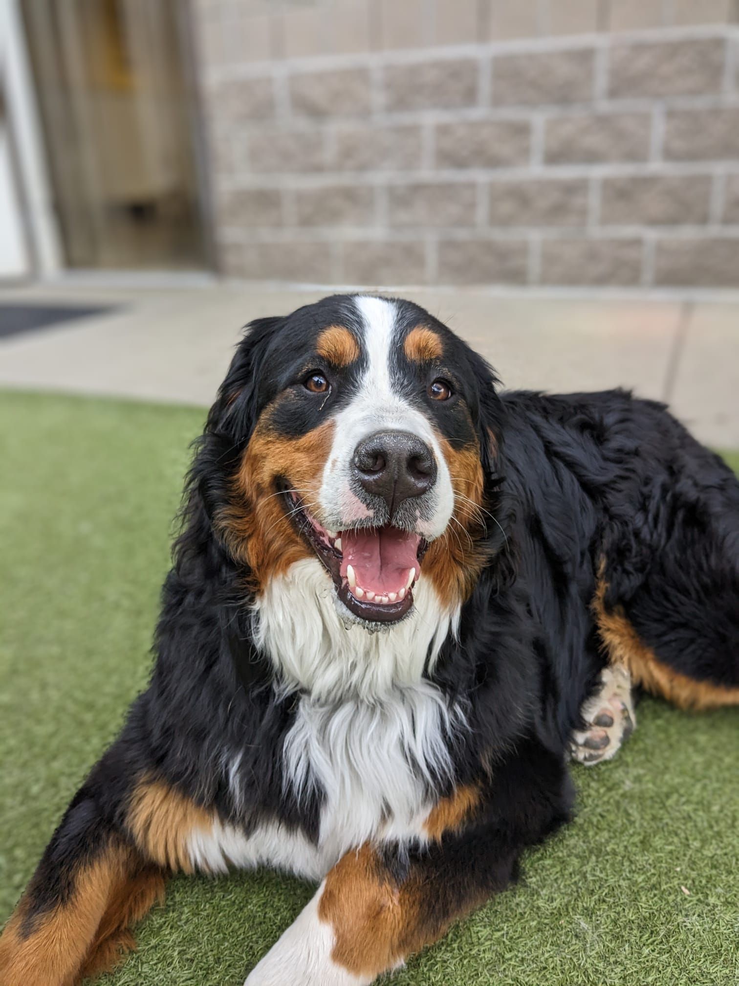 Bernese mountain dog lying on grass, panting with a happy expression in front of a brick building.