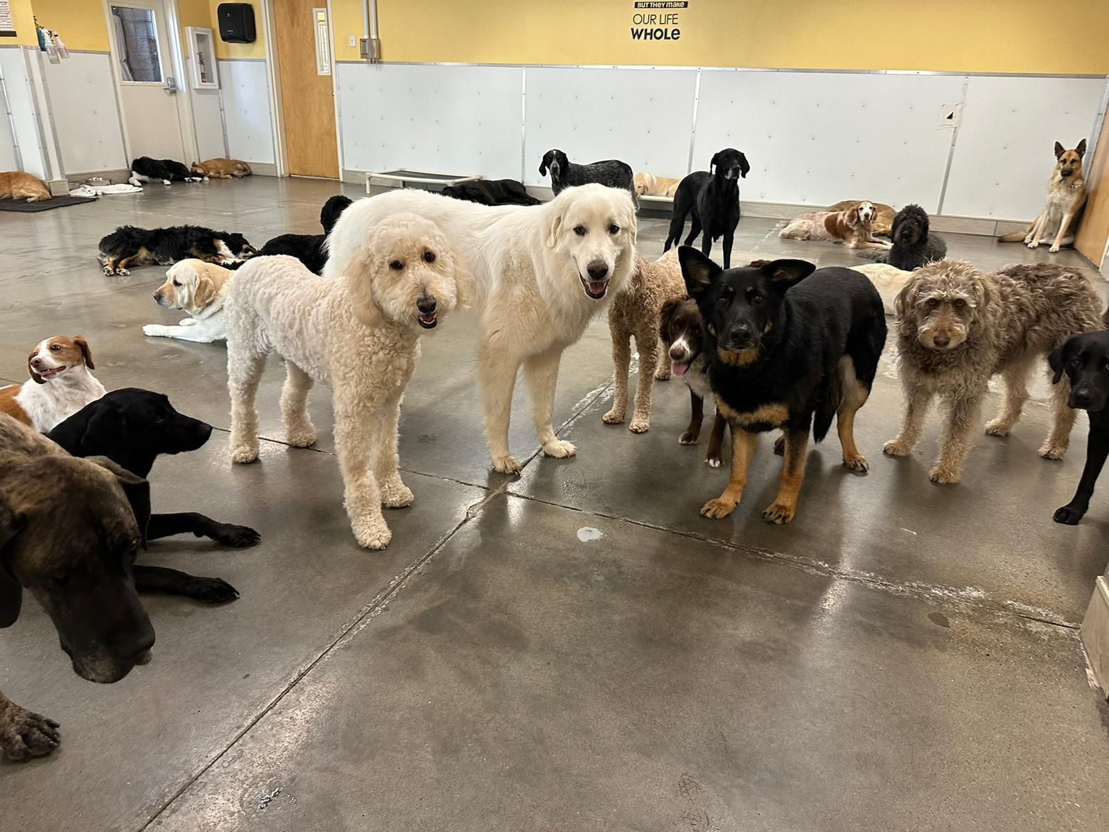 Several dogs, mostly poodles, gathered in an indoor dog daycare room