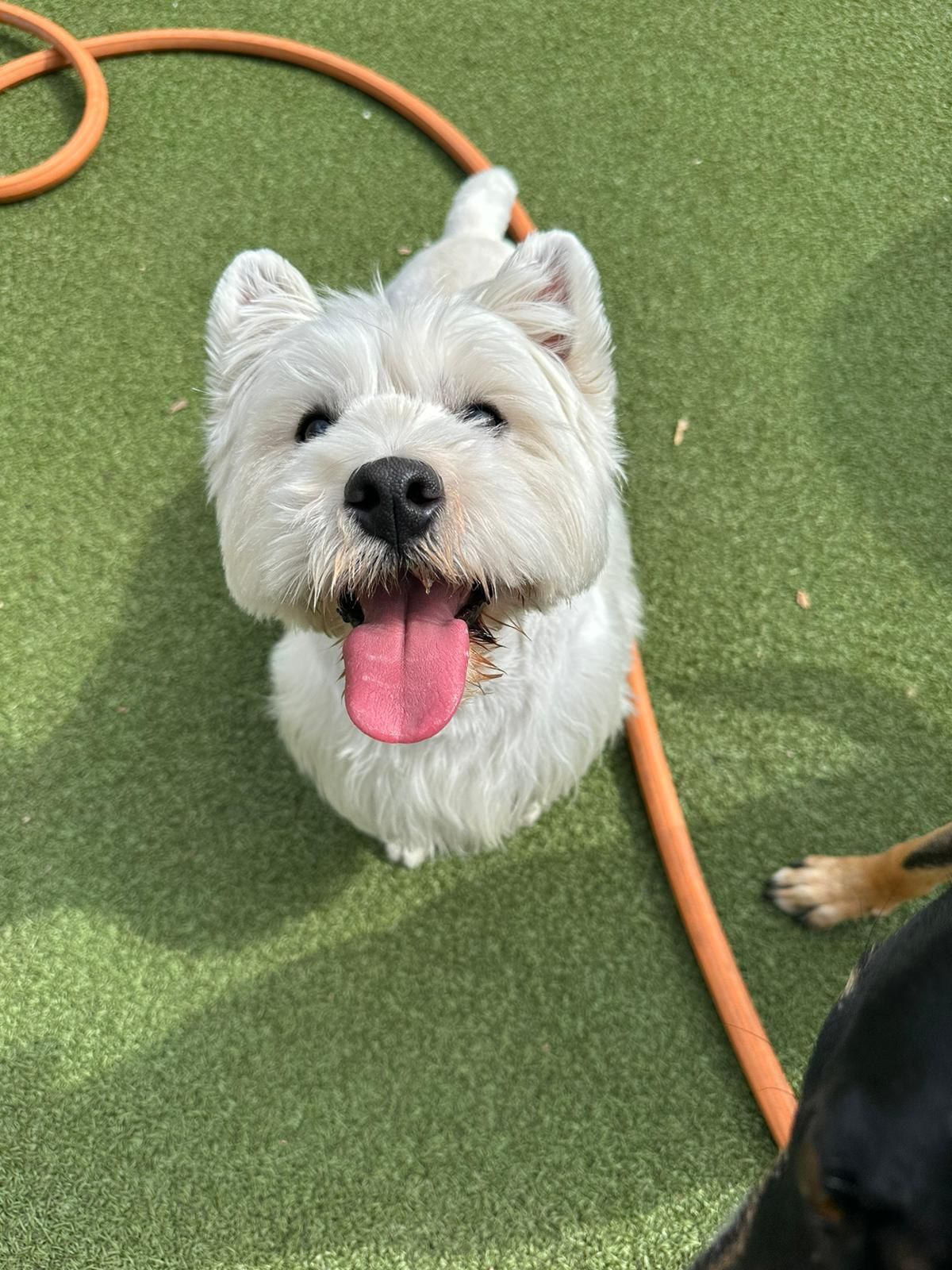 Small white dog with tongue out on green turf, with an orange hose behind it