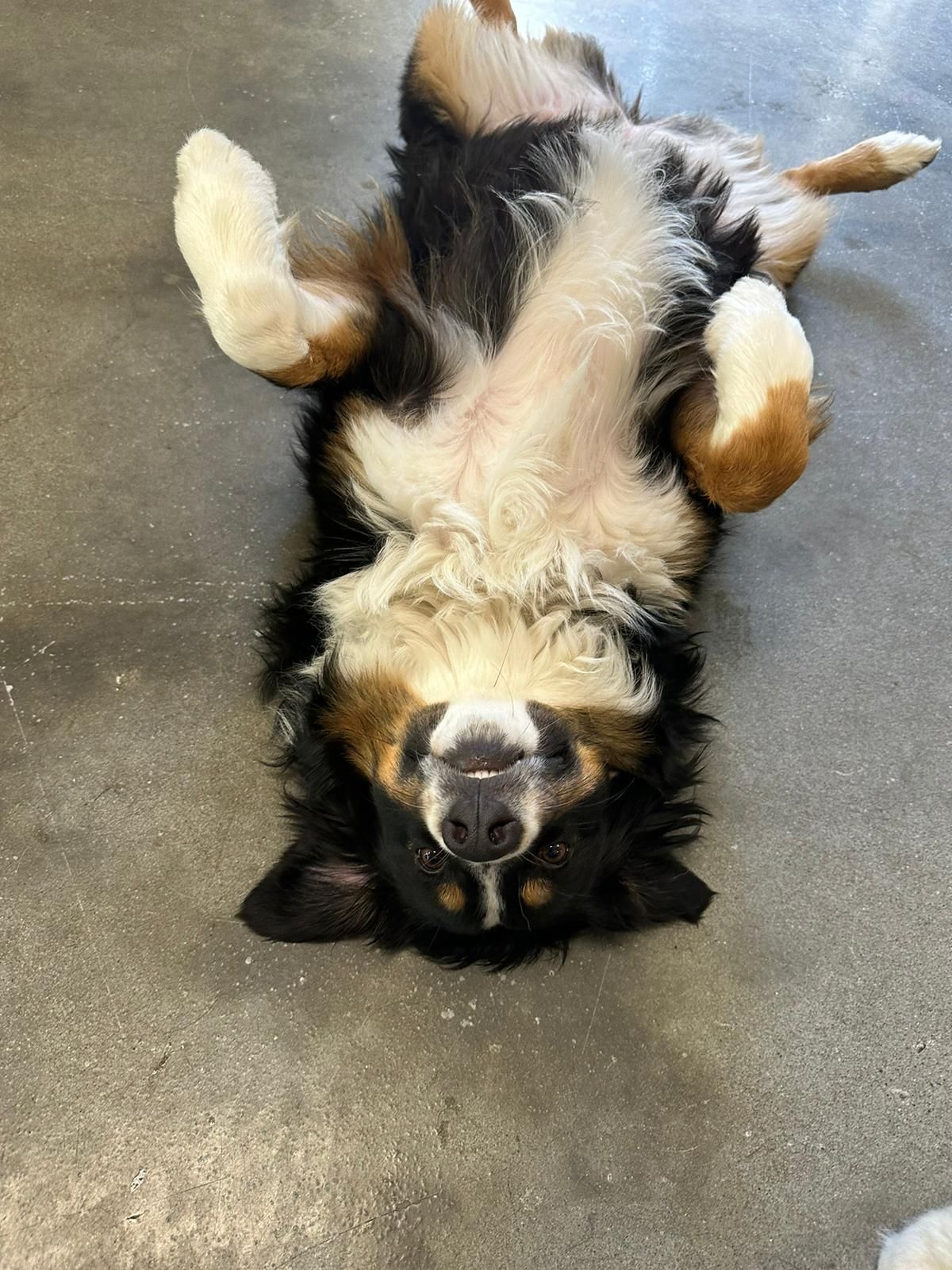Black, tan, and white dog lying belly-up on a concrete floor, paws in the air.