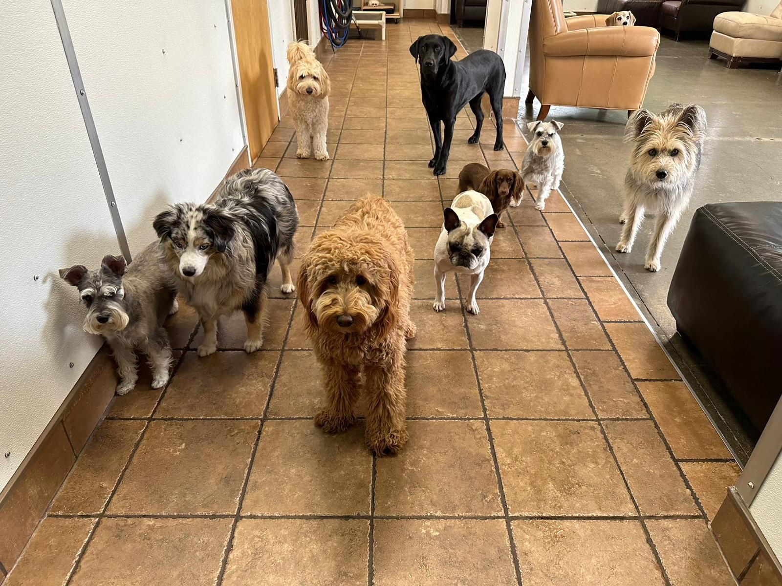 Seven dogs of various breeds standing in a tiled hallway, looking toward the camera.