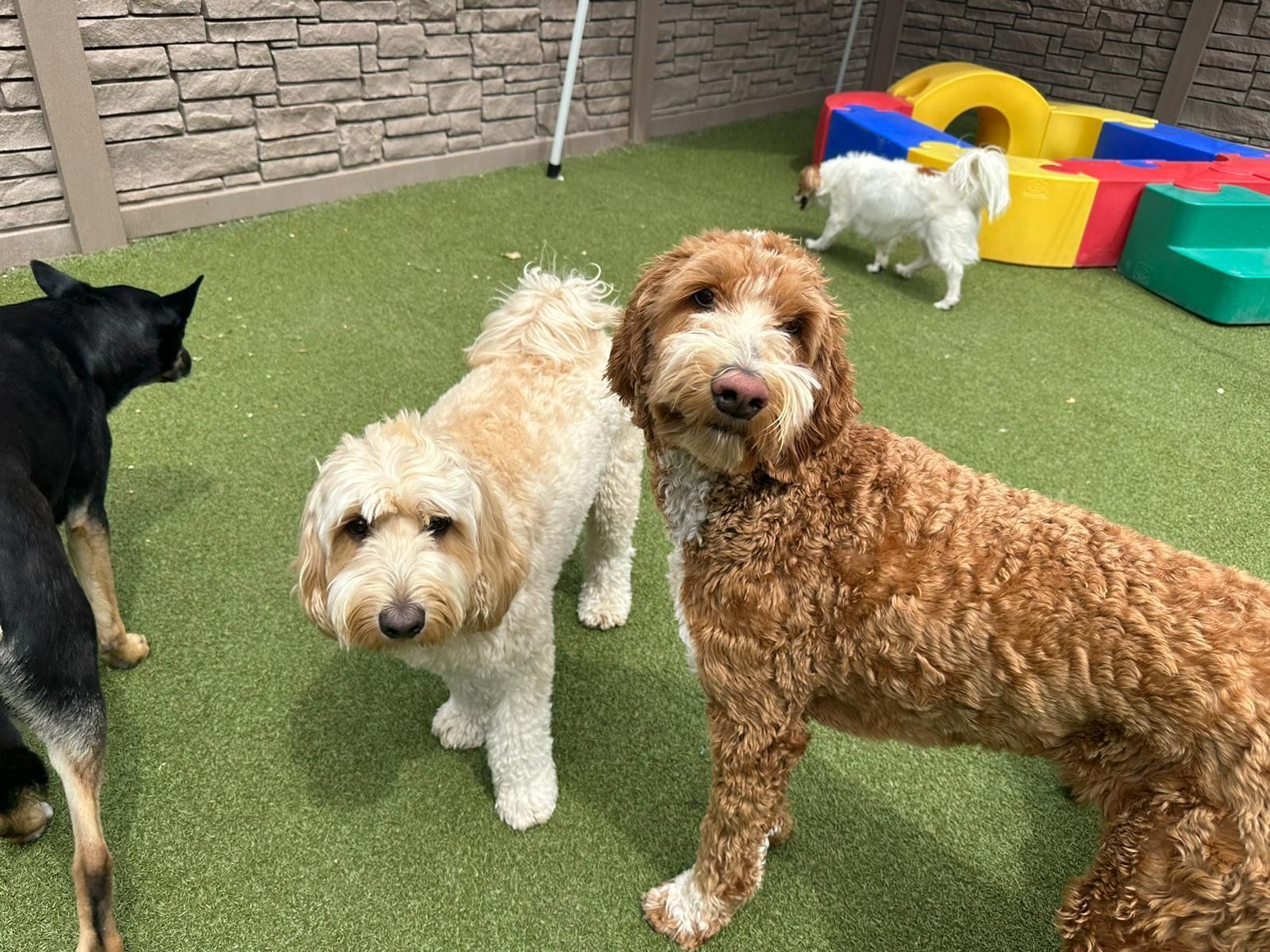 Four dogs on artificial grass, including curly white and brown dogs in a colorful play area
