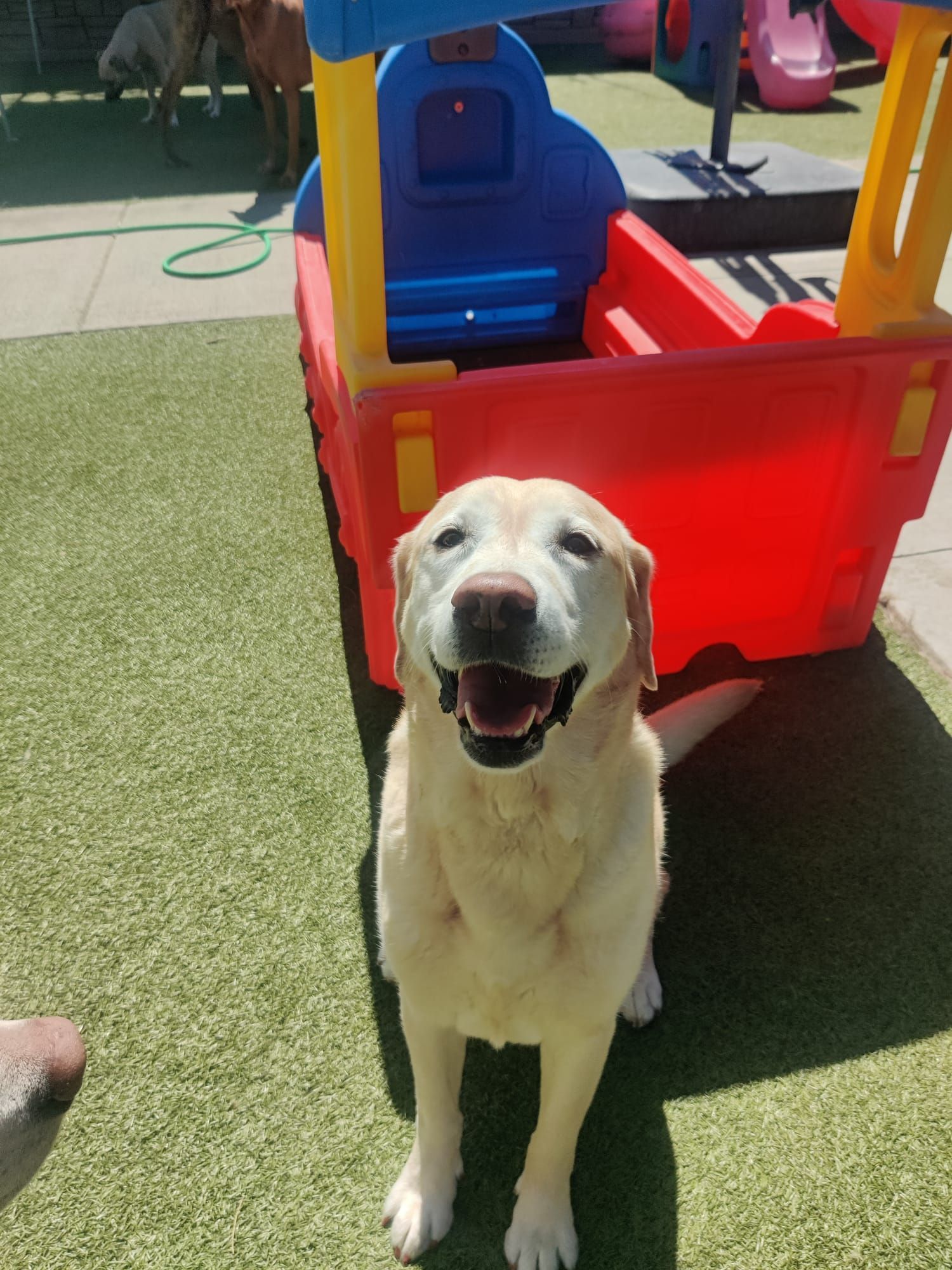 White dog sitting and panting in front of a red-and-blue plastic play car outdoors