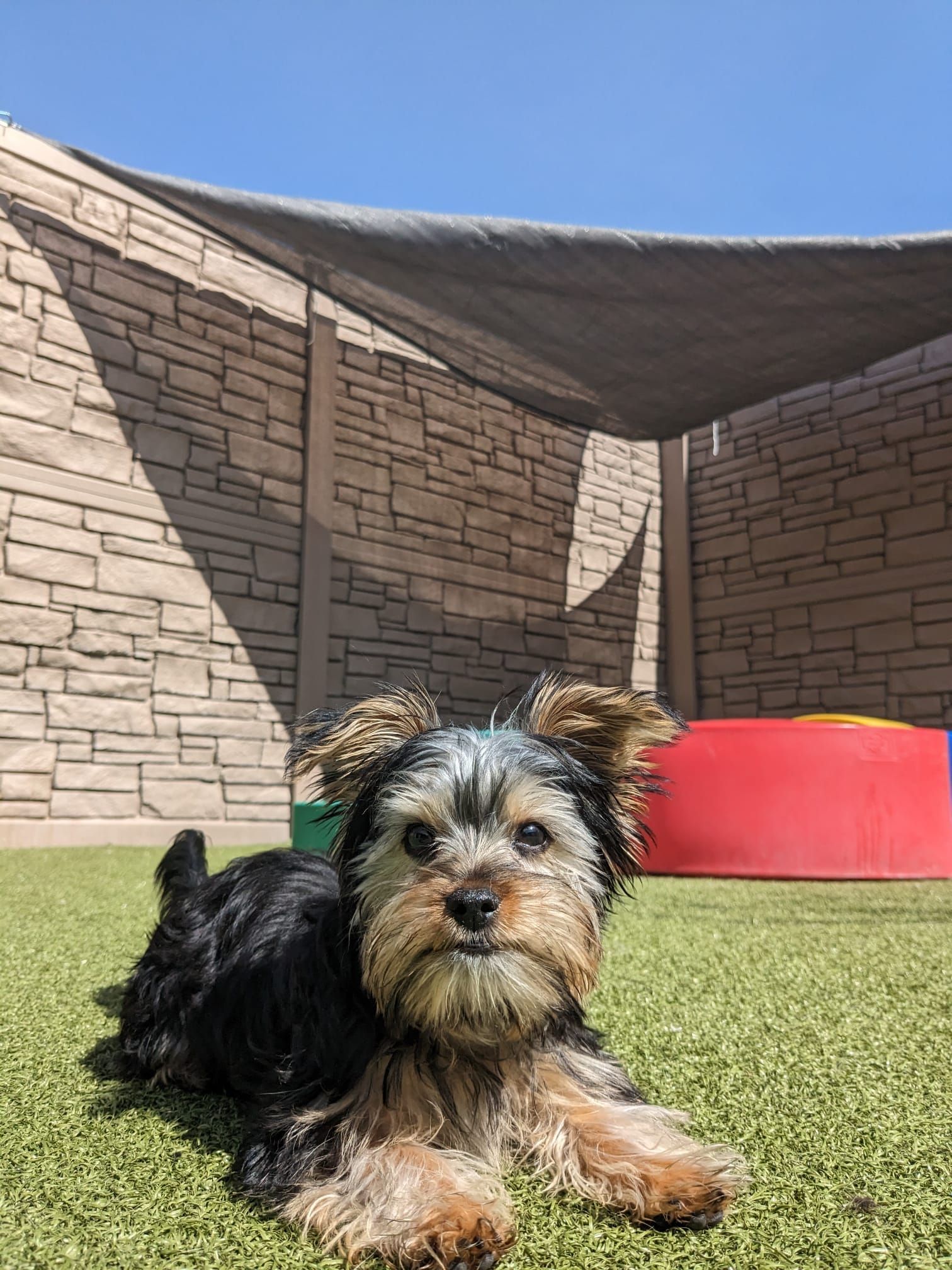 Small black-and-tan dog lying on grass in a courtyard with stone walls and a red bench.