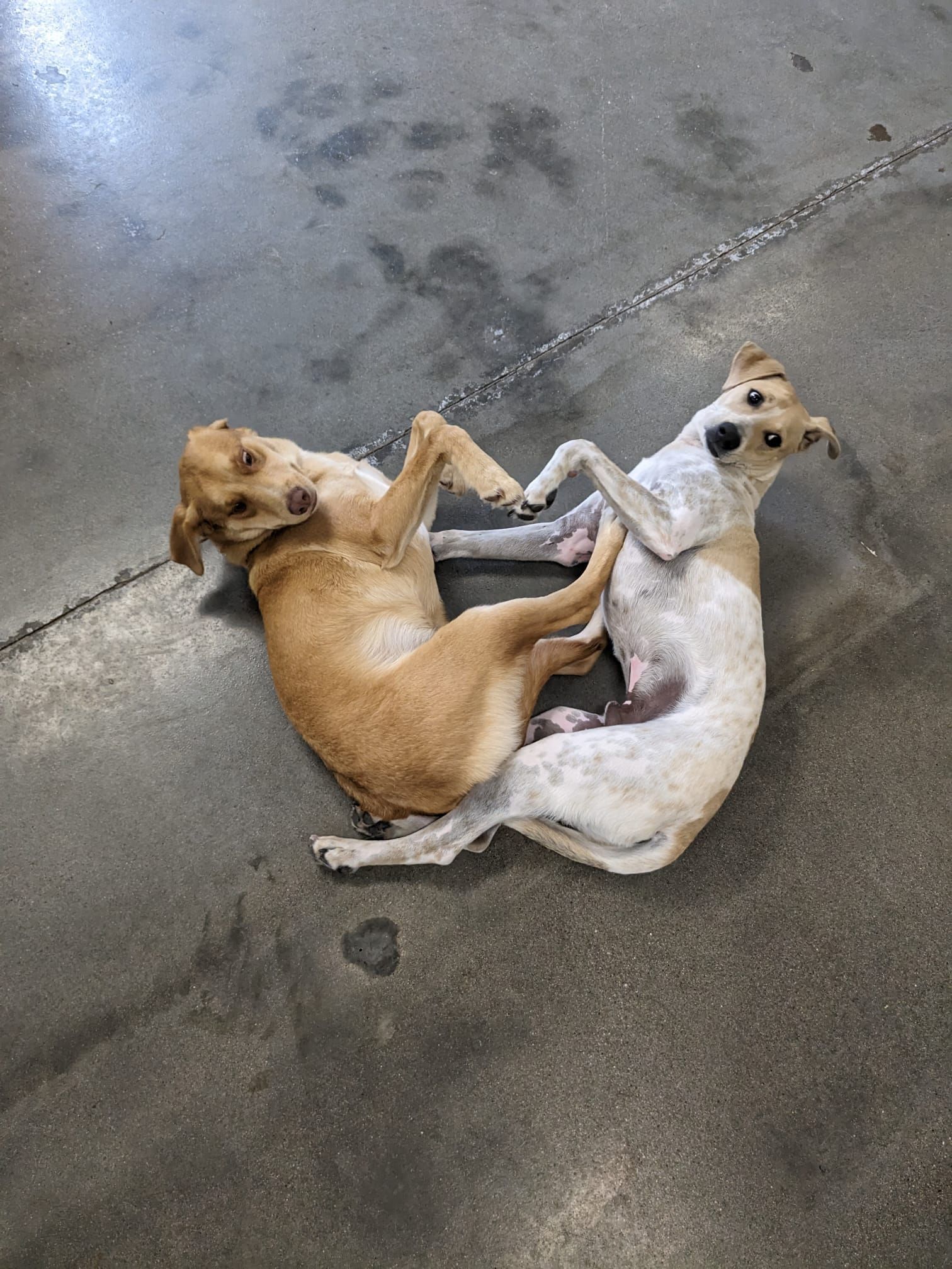 Two dogs lying on a concrete floor, playfully wrestling belly-up side by side.