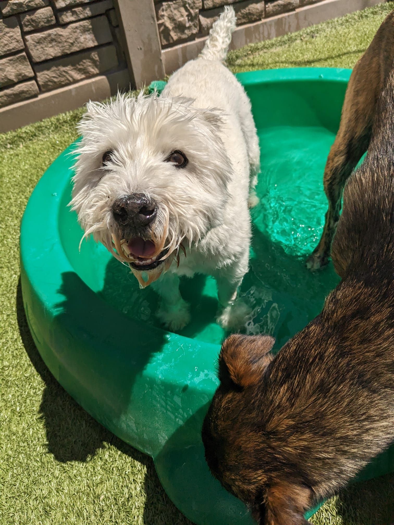 White dog standing in a green kiddie pool, looking up, with another dog partly visible beside it