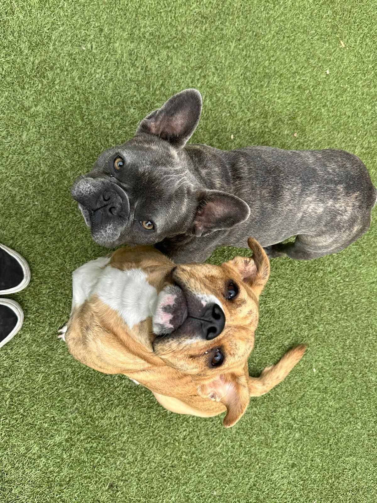 Two dogs lying together on green grass, looking up at the camera.