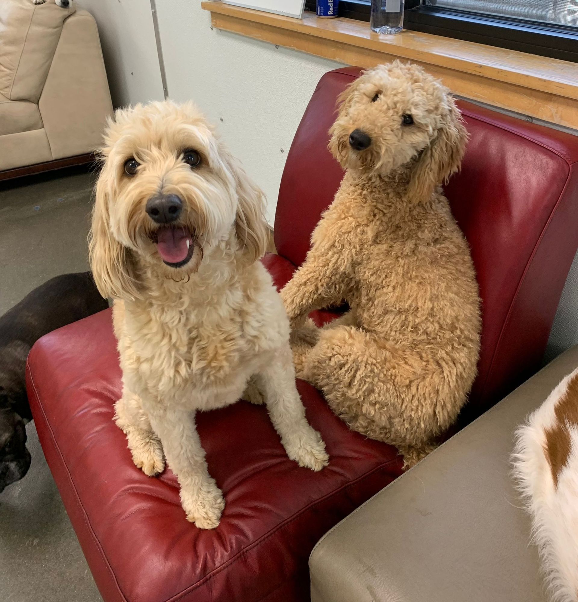 Two fluffy tan dogs sitting on a red chair, one facing the camera with its mouth open.