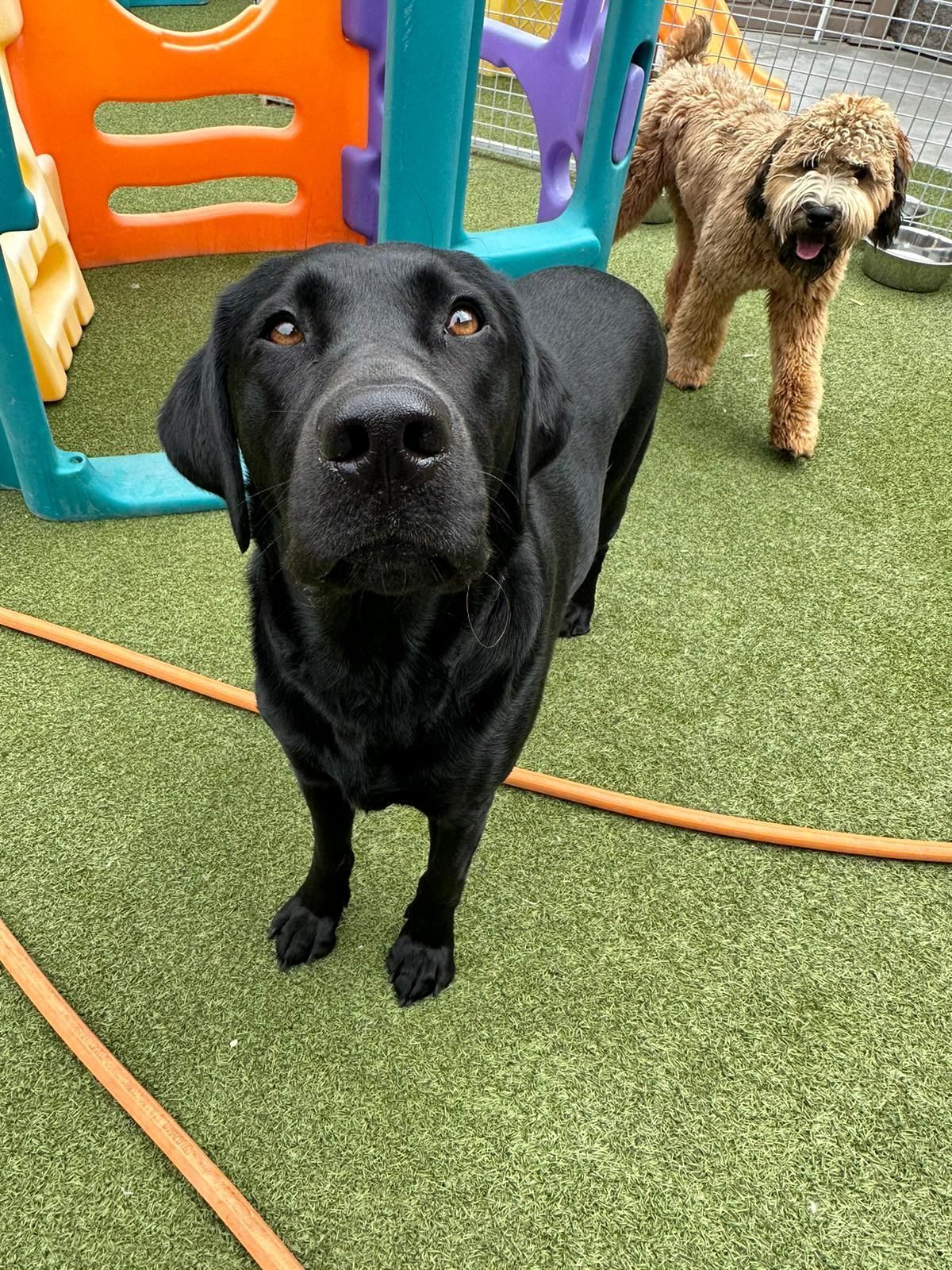 Black dog in foreground with a curly brown dog behind it, standing on green turf near colorful playground equipment