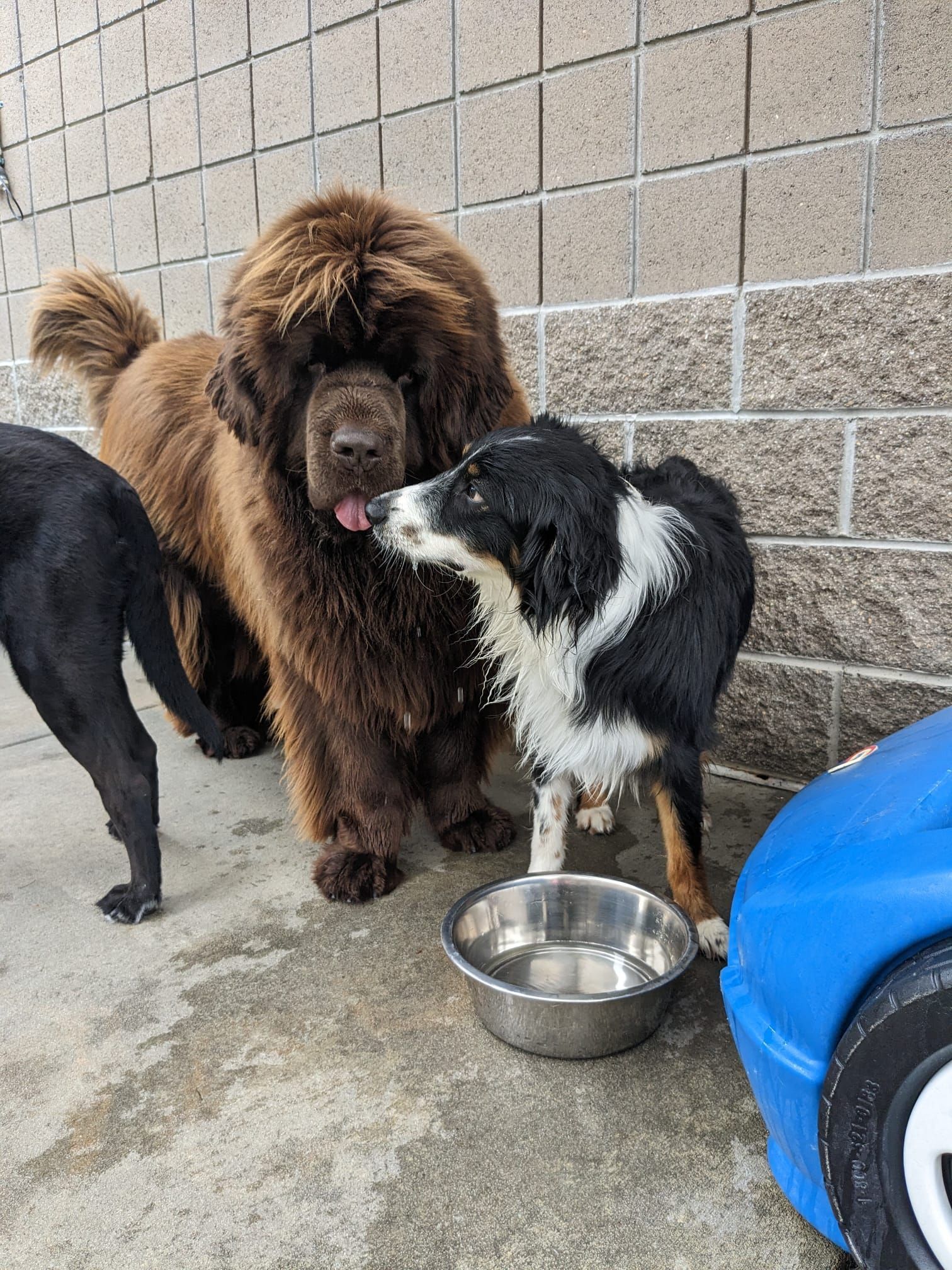 Three dogs by a wall, one brown and fluffy, with a metal water bowl on the ground.