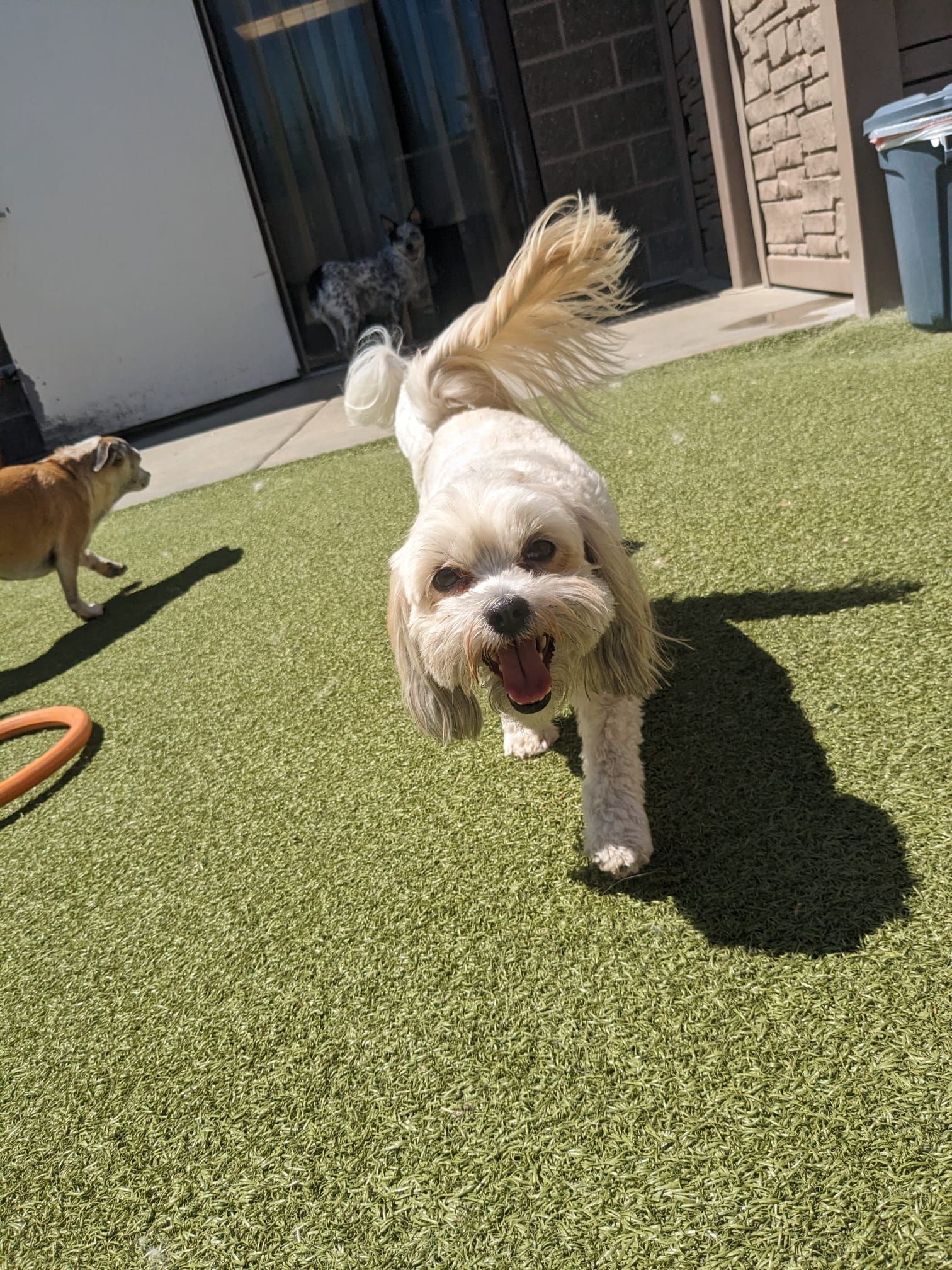 White fluffy dog running toward the camera on artificial grass in a sunny yard