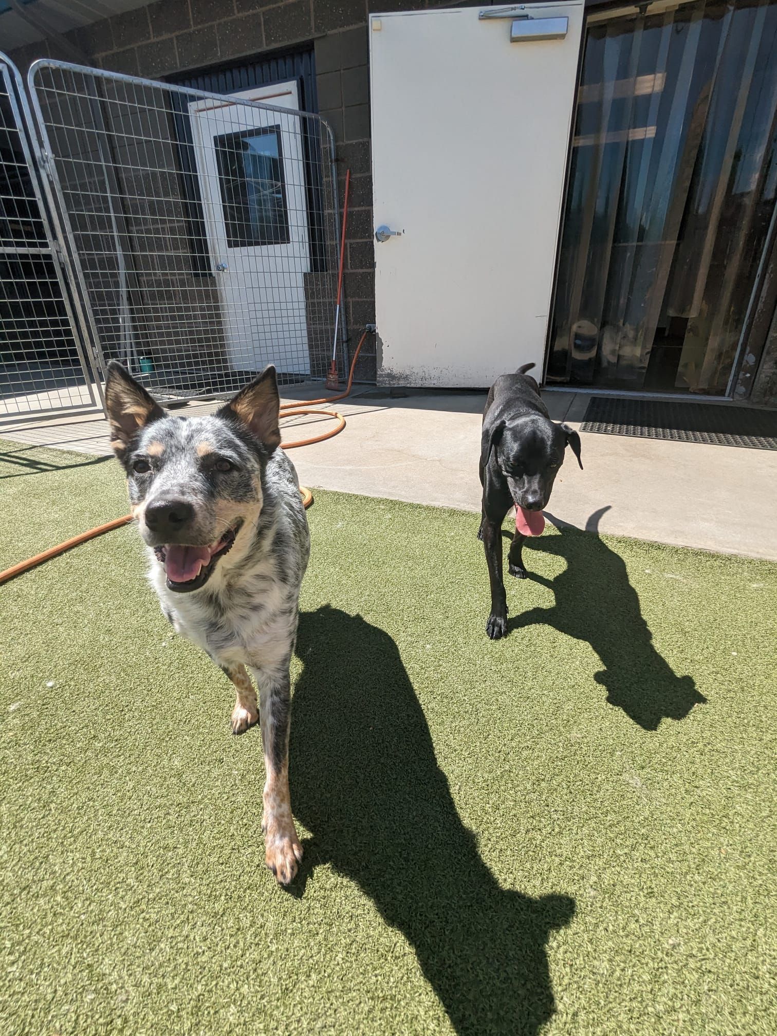 Two dogs running on artificial grass in sunlight beside a building and fenced yard.
