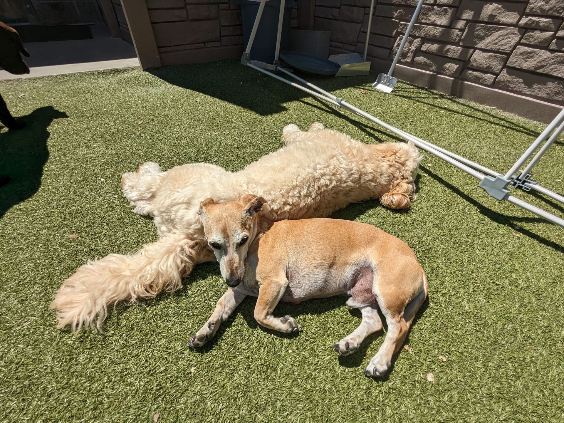 Two dogs resting on grass in a sunny yard, one tan and one cream-colored.
