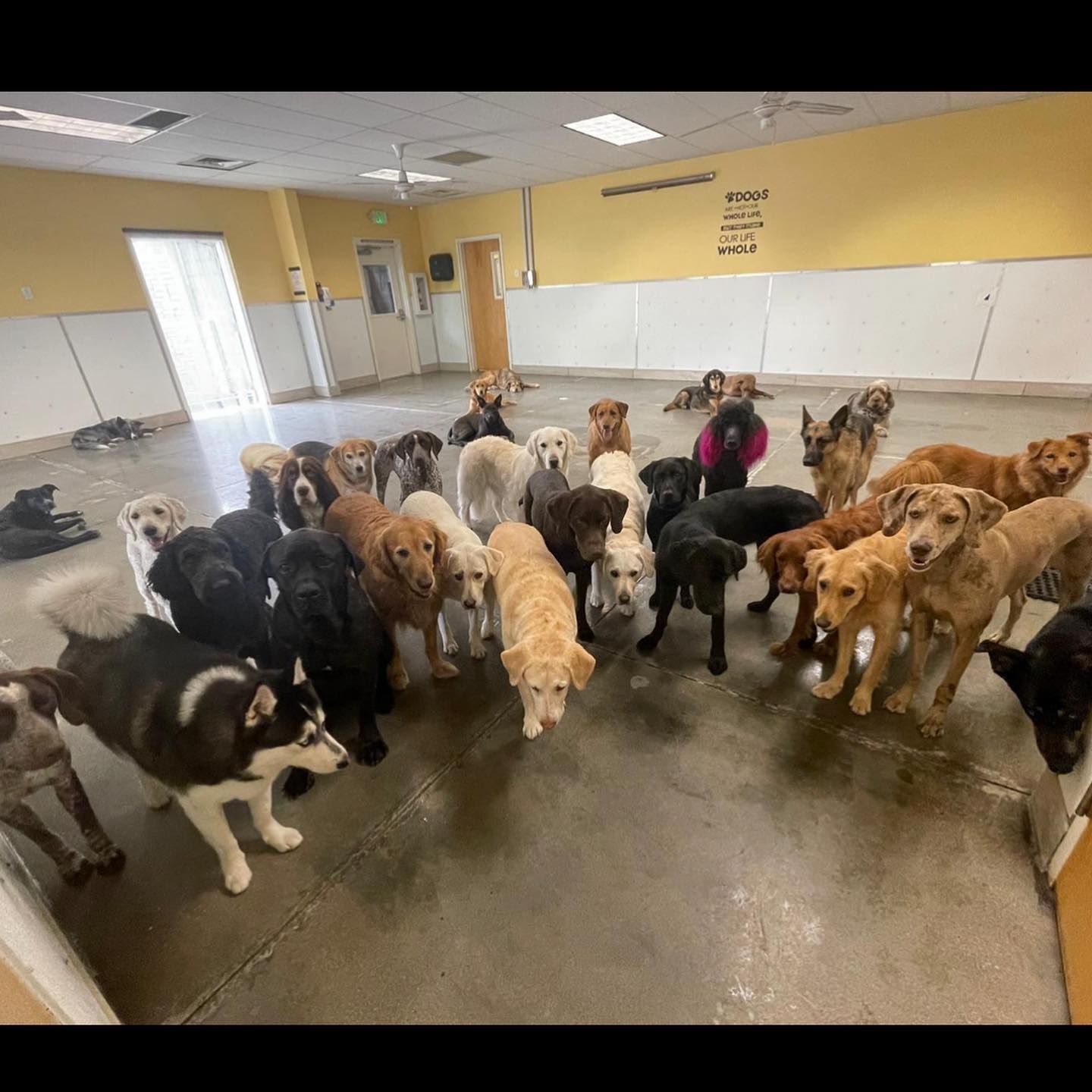 A group of dogs gathered in a bright indoor room with yellow walls and a wet concrete floor.