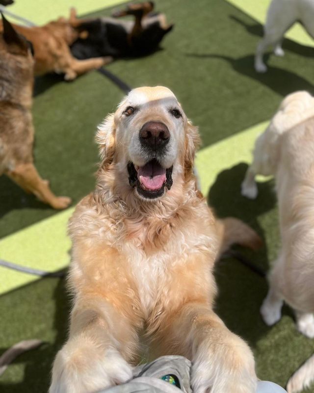 Golden retriever standing on hind legs at a dog park, mouth open and paws on a person