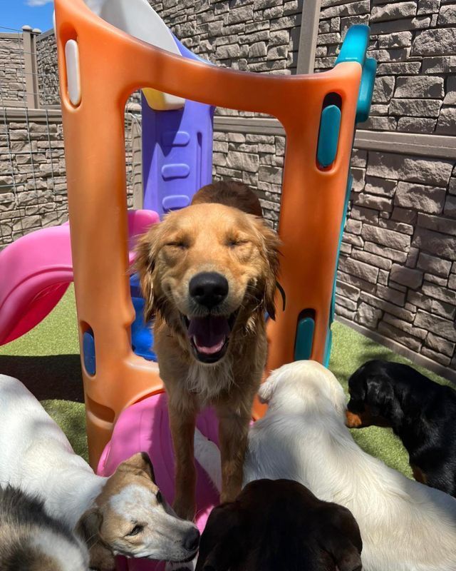Golden retriever smiling in a plastic play structure, surrounded by several other dogs outdoors.