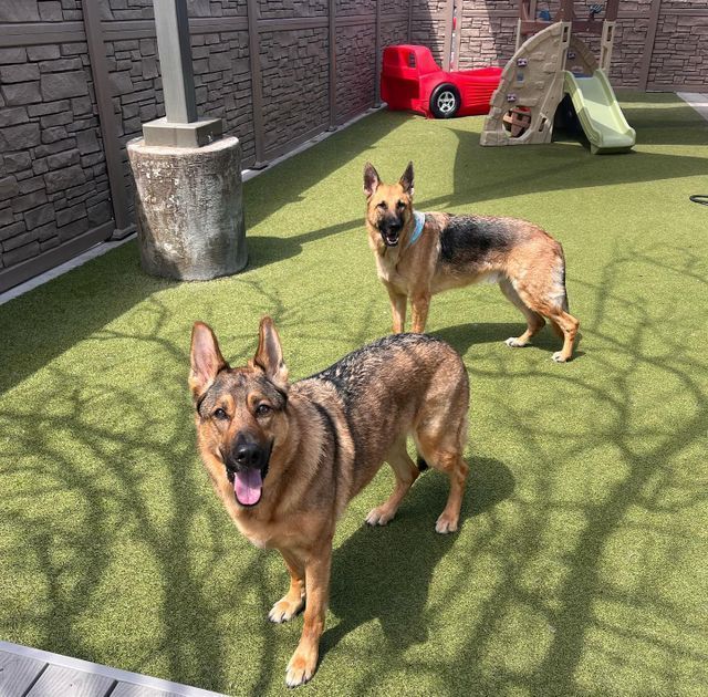 Two German shepherds standing on green turf in a sunny backyard, one panting in the foreground