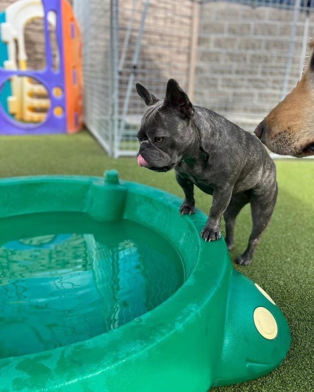 Black French bulldog standing beside a green kiddie pool outdoors