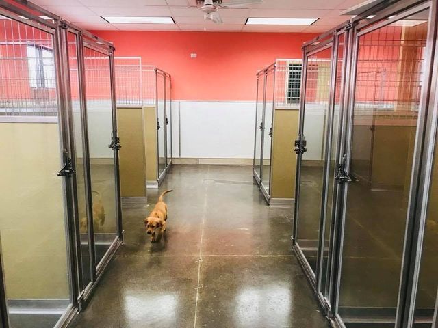 Small dog in a kennel corridor with metal cages and pink walls