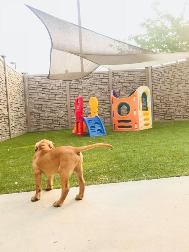 Brown dog in a grassy backyard near colorful playground toys and a stone wall under a shade canopy