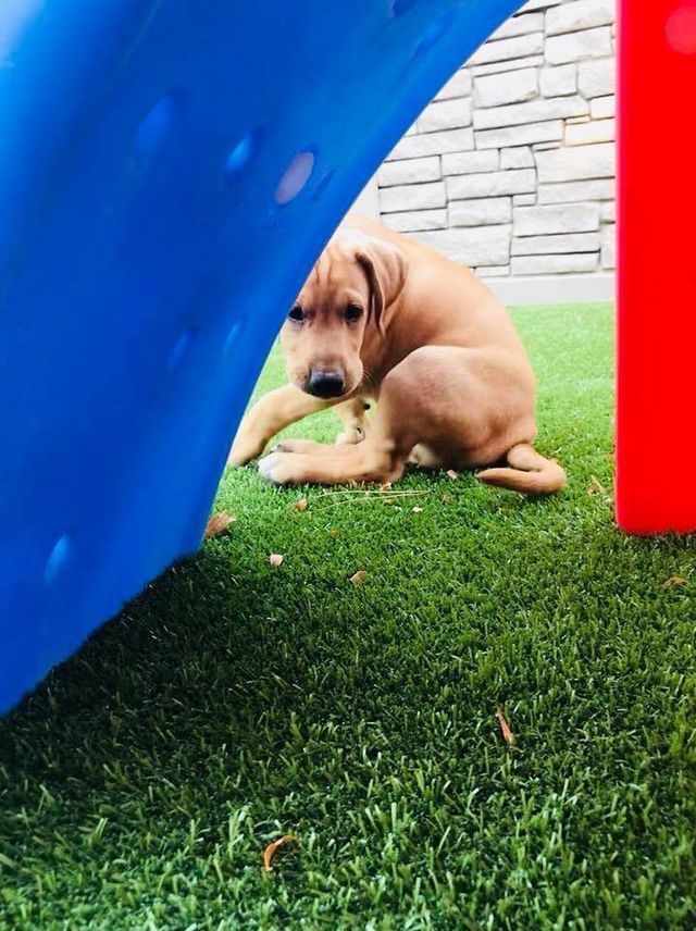 Brown puppy sitting on green turf between blue and red play structure panels