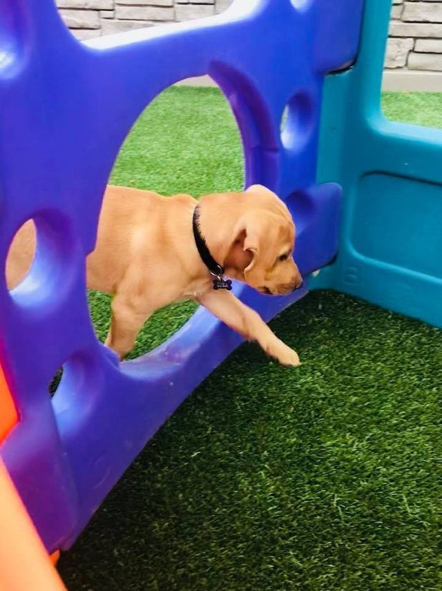 Tan dog crawling through a purple plastic play tunnel on green turf