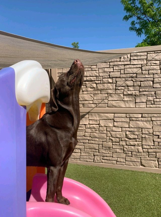 Black dog standing on a pink toy in a sunny backyard, reaching up toward a white structure