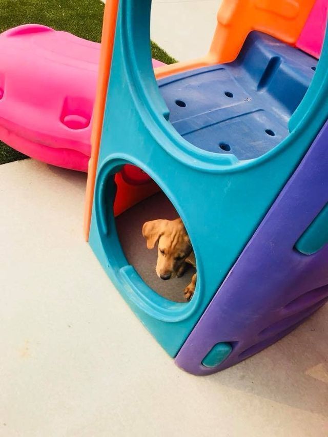 Small tan kitten peeking out of a turquoise and purple plastic play structure beside a pink toy.