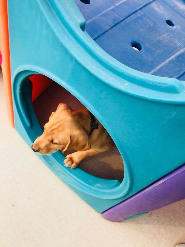Small tan dog resting in a blue plastic play tunnel opening
