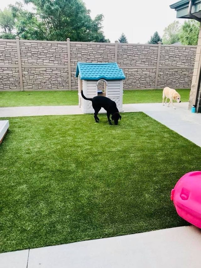 Black dog sniffing a blue-roofed doghouse on a grassy backyard patio; white dog nearby.