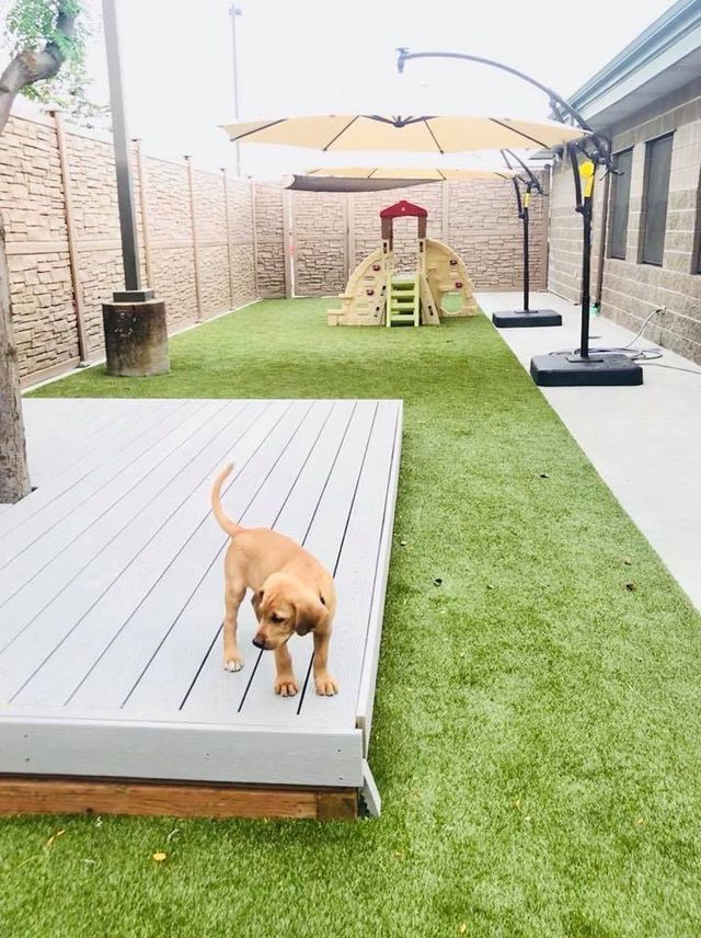 Dog standing on a deck in a backyard with artificial grass and a play structure behind it