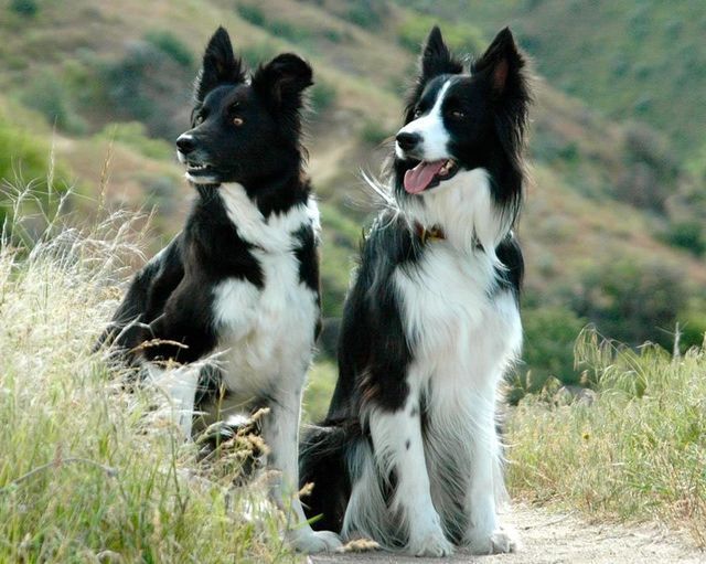 Two black-and-white border collies sitting in tall grass on a hillside, one looking left and one panting.
