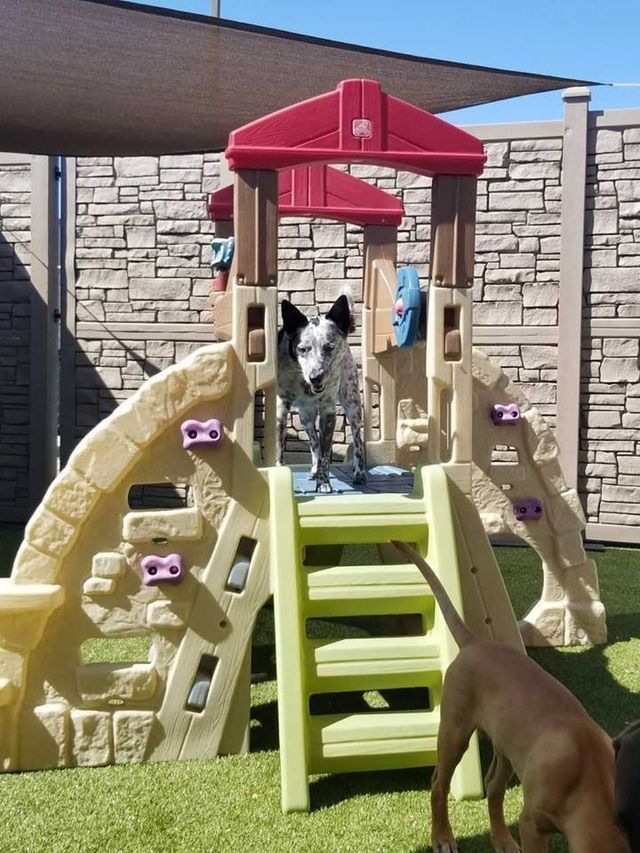 Dog on a beige plastic playset in a backyard, with a child’s toy structure and another dog in the foreground.