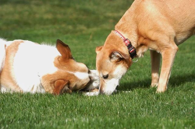 Two dogs sniff each other on green grass, one white and brown, one tan.