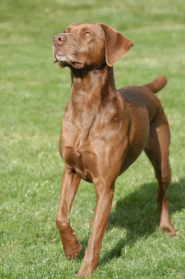 Brown dog standing on grass, looking upward with ears perked.