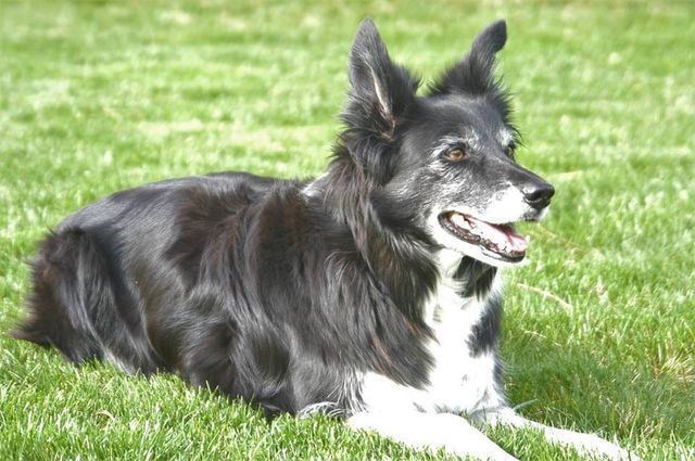 Black-and-white dog lying on grass with mouth open, looking to the right
