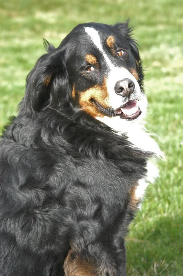 Black, white, and tan dog sitting on grass, looking back with mouth open.