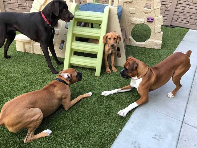 Four dogs in a backyard, gathered around a green play ramp and stone playhouse.