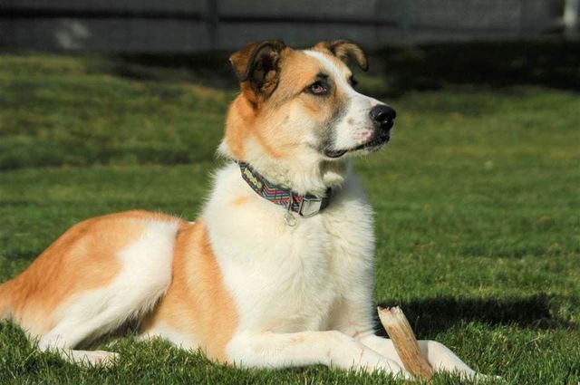 White and tan dog lying on grass, looking alert to the right.