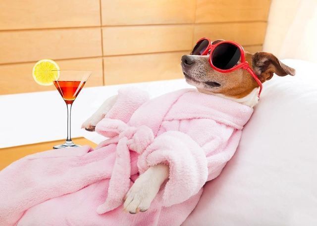 Dog in a pink robe and red sunglasses relaxing on a bed with a cocktail nearby