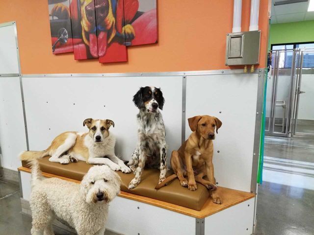 Four dogs sitting on benches in a bright indoor room with orange walls