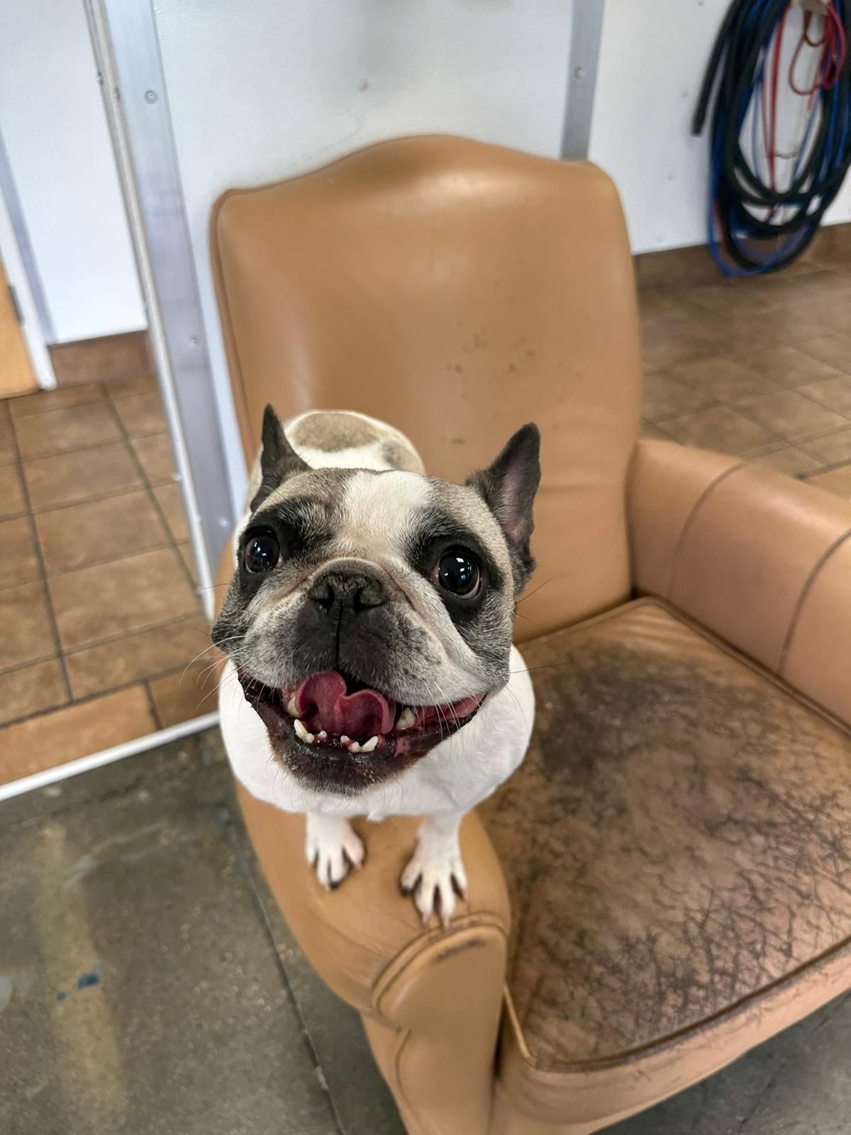 Small French bulldog sitting on a tan chair indoors, looking up with mouth open and pink tongue visible