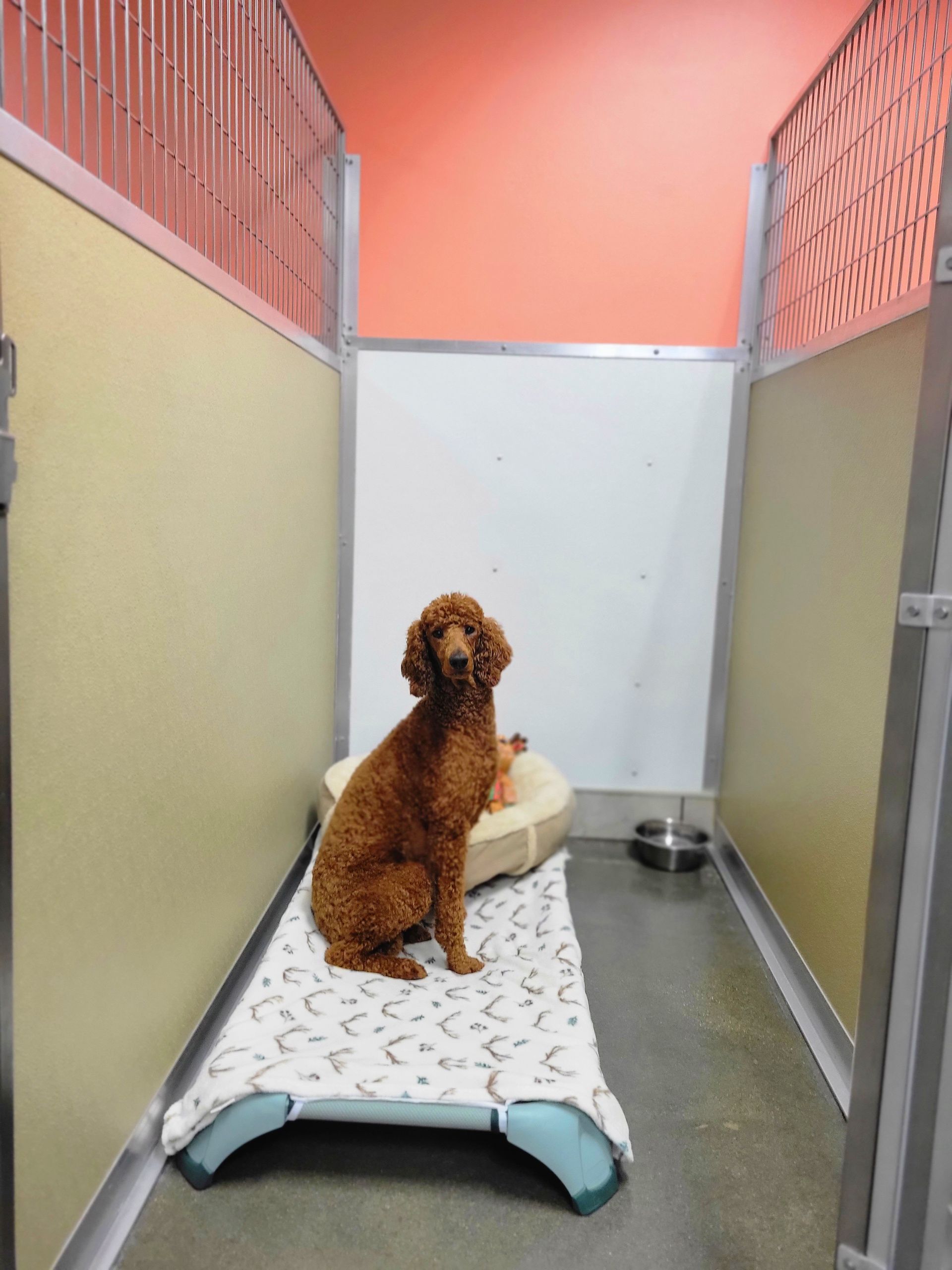Brown dog sitting on a kennel cot in a narrow indoor corridor, facing the camera.