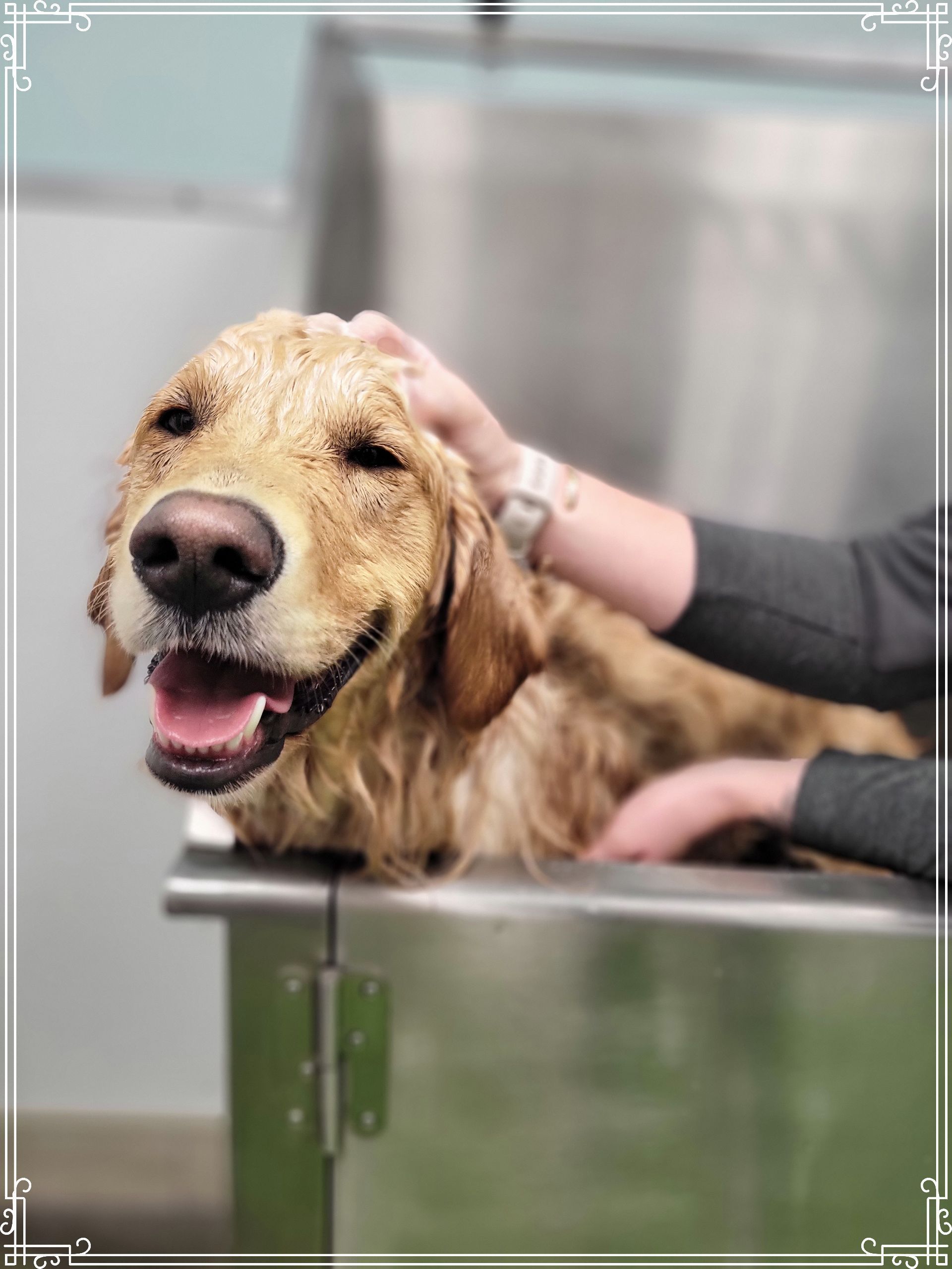 Golden retriever being petted in a stainless-steel grooming tub, mouth open and panting happily.