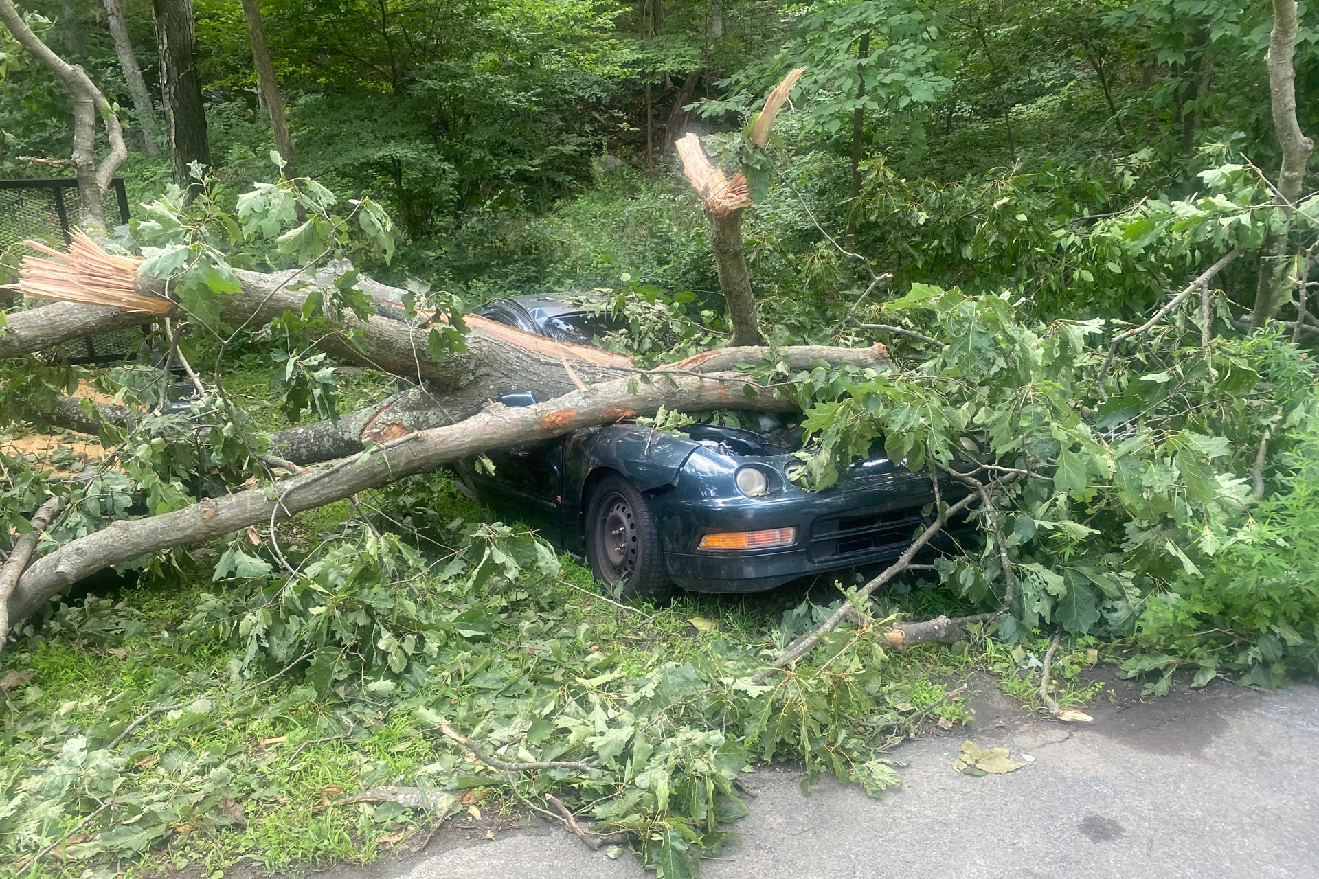 Storm damage cleanup