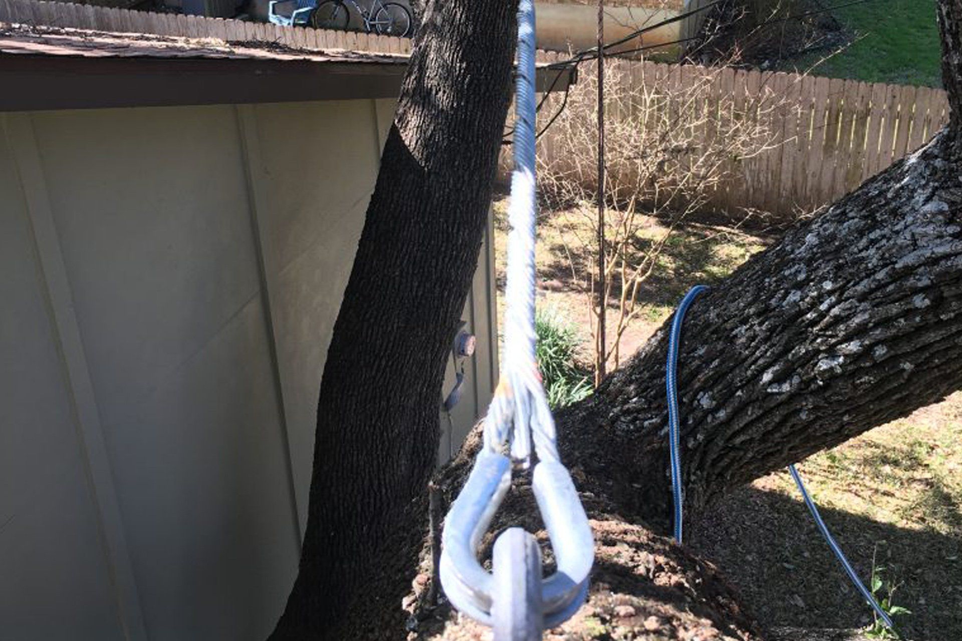 Tree cabling