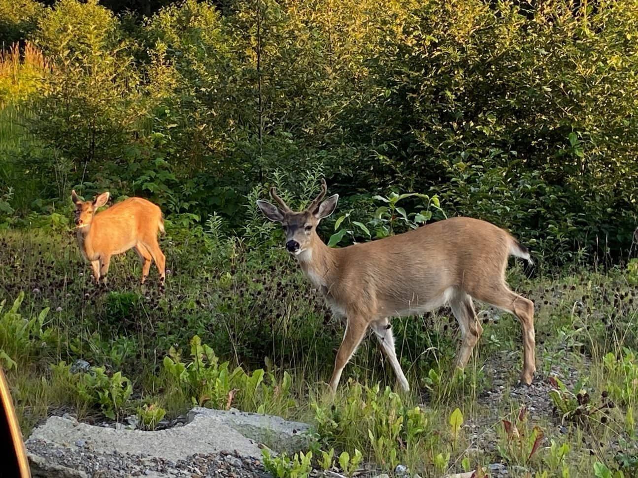Bear Tours Hoonah, AK Wilderness Island Tours, LLC