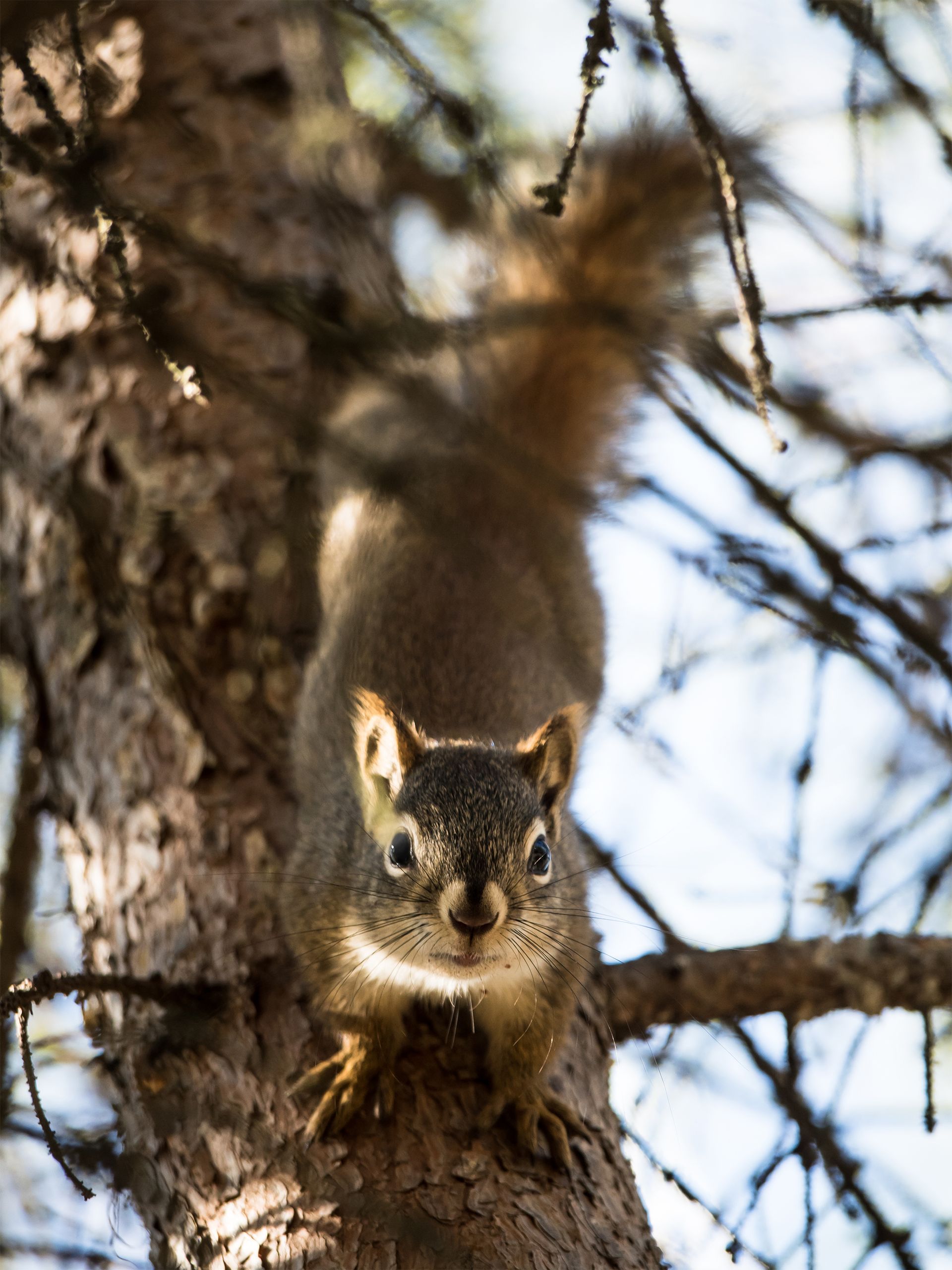 Bear Tours Hoonah, AK Wilderness Island Tours, LLC